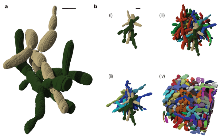 PITTI - Article - De novo evolution of macroscopic multicellularity ...